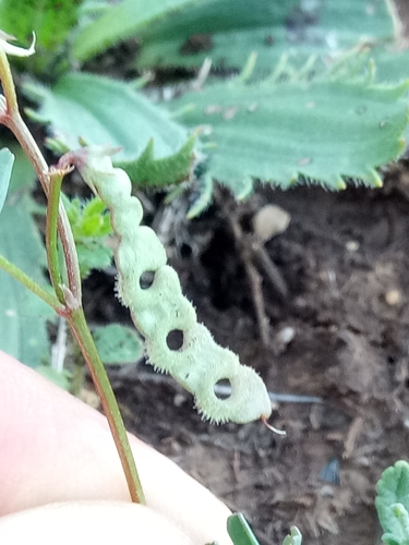 Hippocrepis unisiliquosa image