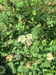 Bombus griseocollis
