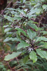 Clermontia parviflora