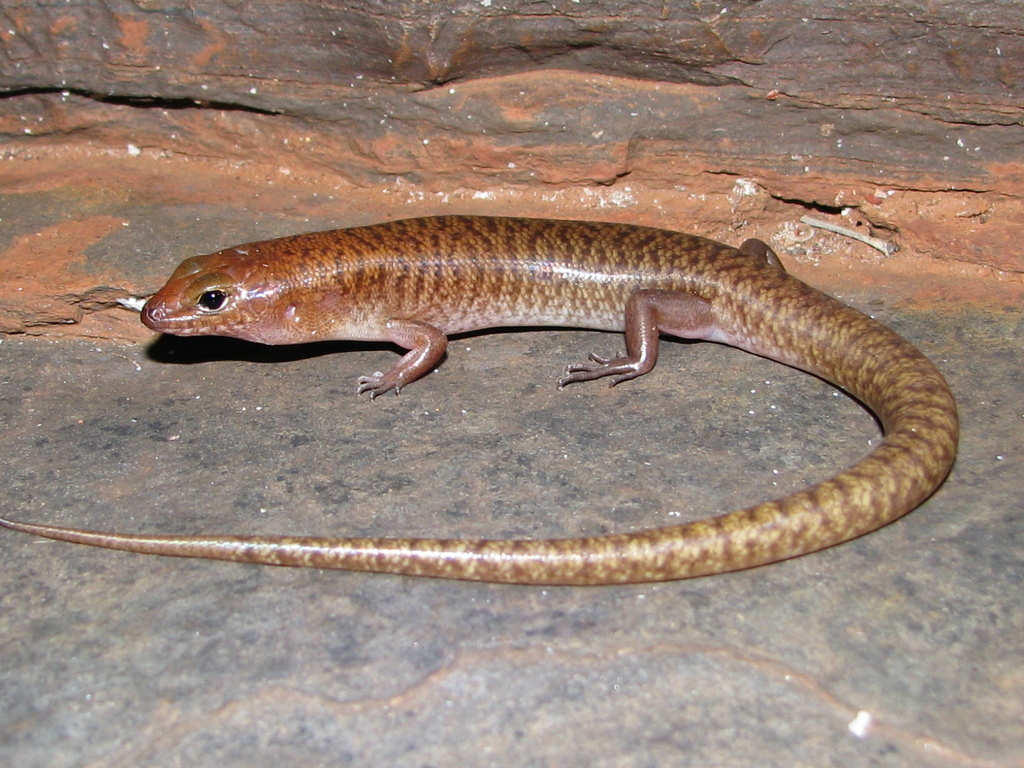 Rusty Skink