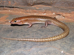Eremiascincus rubiginosus