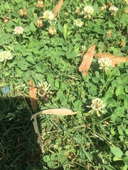 Bombus griseocollis