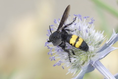 Scolia hirta hirta