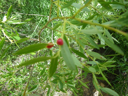 iNaturalist observation photo of Willow Apple Gall Sawfly