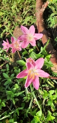 Zephyranthes macrosiphon