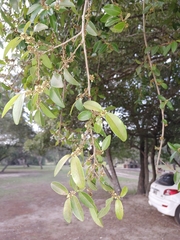 Chrysophyllum marginatum