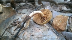 Meottomyces