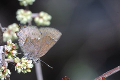 Callophrys henrici