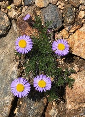 Erigeron pinnatisectus