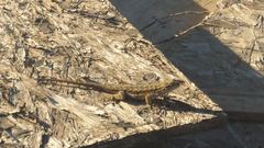 Sceloporus occidentalis