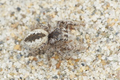 Pseudomogrus univittatus