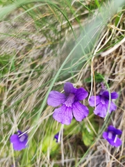 Pinguicula