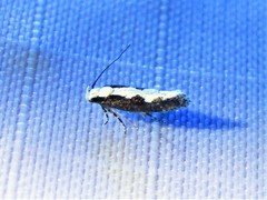 Agnippe prunifoliella