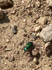 Cicindela denikei