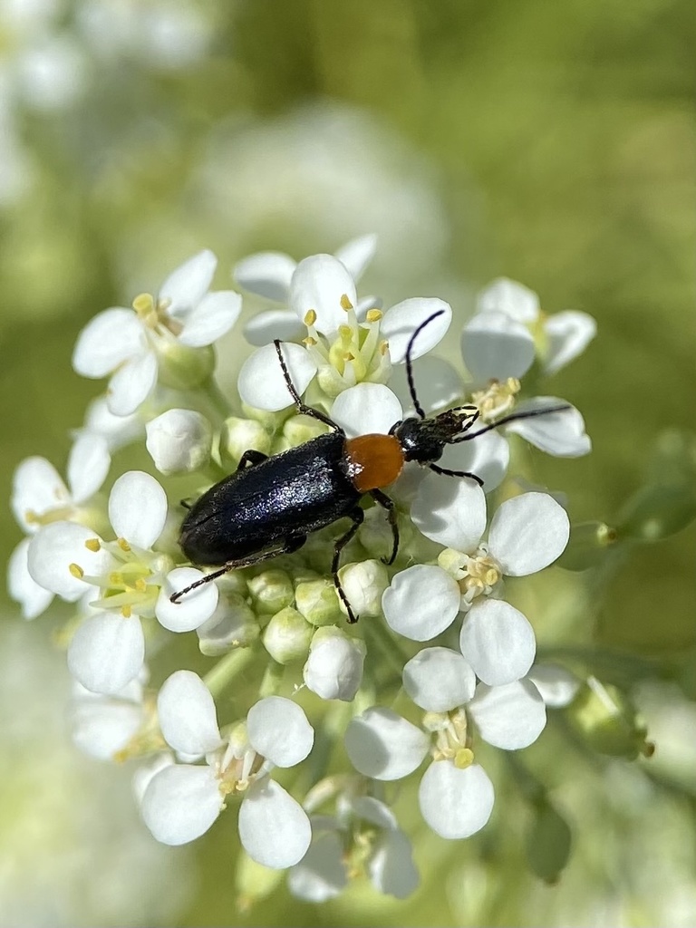 Nemognatha selanderi