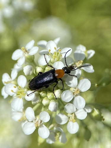 Nemognatha selanderi