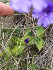 Pinguicula
