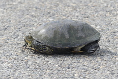 Emys orbicularis galloitalica