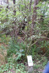 Clermontia parviflora