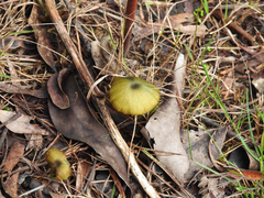 Entoloma rodwayi