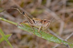 Pseudochorthippus parallelus