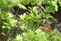 Vaccinium calycinum