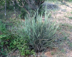 Euphorbia tirucalli