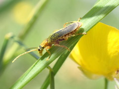 Cantharis lateralis