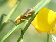 Cantharis lateralis