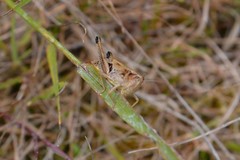 Pseudochorthippus parallelus
