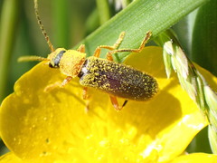 Cantharis lateralis
