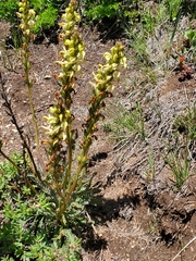 Pedicularis parryi