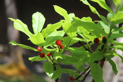Vaccinium calycinum