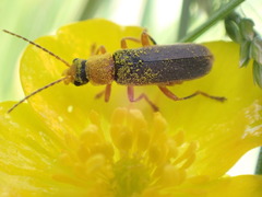 Cantharis lateralis