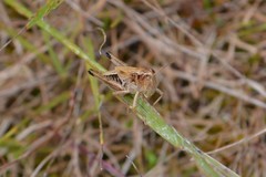 Pseudochorthippus parallelus
