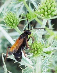 Cryptocheilus octomaculatus