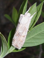 Lithophane bethunei