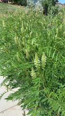 Glycyrrhiza lepidota