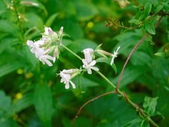 Saponaria officinalis