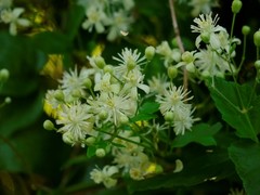 Clematis vitalba