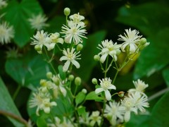 Clematis vitalba