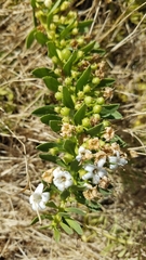 Myoporum parvifolium