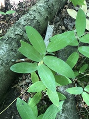 Polygonatum pubescens
