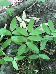 Polygonatum pubescens