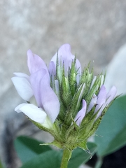 Bituminaria