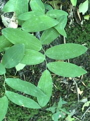 Polygonatum pubescens