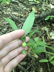 Polygonatum pubescens
