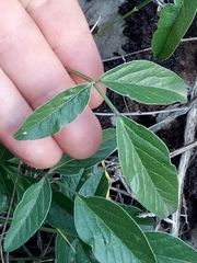 Bituminaria