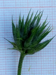 Bituminaria