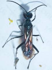 Chalybion zimmermanni